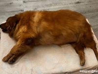 極度の肥満で飼い主に見放され安楽死寸前だったゴールデン・レトリバーを獣医学生が救う