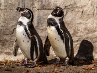 ペンギンの同性カップルが卵の孵化に成功、育児にも積極的で良きパパさんズとなる