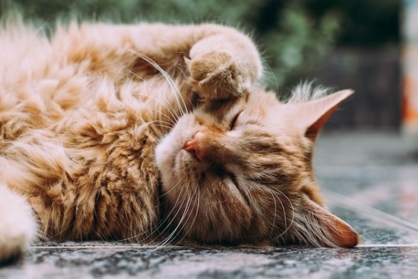 「猫が膝に乗ってくる時」のスピリチュアルな意味とは?
