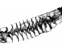 ニコラ・テスラの発明品かな？CTで明らかになったサメの螺旋状の腸