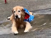 レインコートを着せたけど...　ゴールデンレトリバーさんによる〝雨の日のお散歩の楽しみ方〟に1.5万人泣き笑い