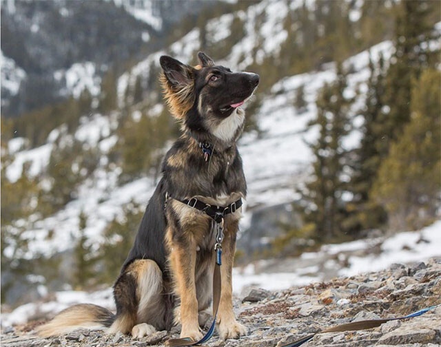 母犬からの攻撃で顔が変形した犬、永遠の家を得てセラピードッグを目指す（カナダ）