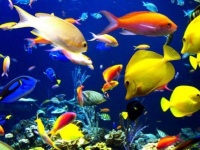 ギョッ とするほど高い！魚なのに高い！世界の高額魚トップ10