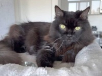天辺こそが女王陛下にふさわしい！黒猫クイーン、誕生祝にもらったキャットタワーの頂上に到達してご満悦