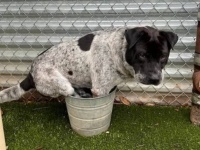 猫化が加速する犬社会？大きなプールより小さなバケツに入るのを好む犬