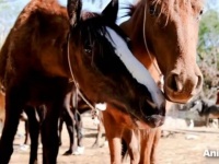 「親友を助けて！」瀕死の友だちが搬送される救急車の後を追いかけた馬、そこで盲目のソウルメイトに出会う