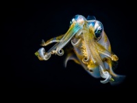 イカの脳は犬に匹敵するほど高性能だった。MRIを使った実験で明らかに（オーストラリア研究）