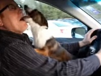 「え！今からドックラン行くの！？」　車で静かに座っていたワンコがドッグランに行くことが分かった途端、狂喜乱舞！