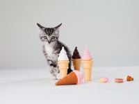 画像はイメージです（Found Animals Foundationさん撮影、Flickrより）