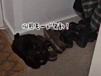 黒猫の擬態モード発動！さて何に変身しているのでしょうか？