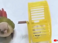 やめてやめて！目が回っちゃう～！ハムスターに大きなお世話をするインコ