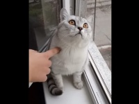 集中力ハンパねぇ！いくらジャマされても絶対に動じないにゃんこがスゴすぎる