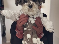 【かわいすぎ！】大はしゃぎで雪遊び。雪玉まみれになった犬の姿が話題に