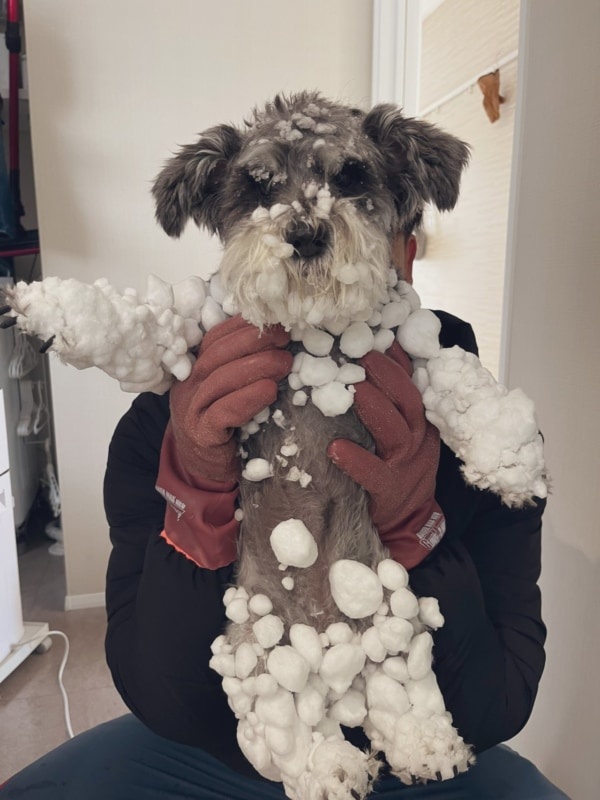【かわいすぎ！】大はしゃぎで雪遊び。雪玉まみれになった犬の姿が話題に