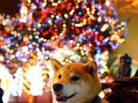 岡山イベントレポートもお届け！柴犬まる、クリスマスの思い出