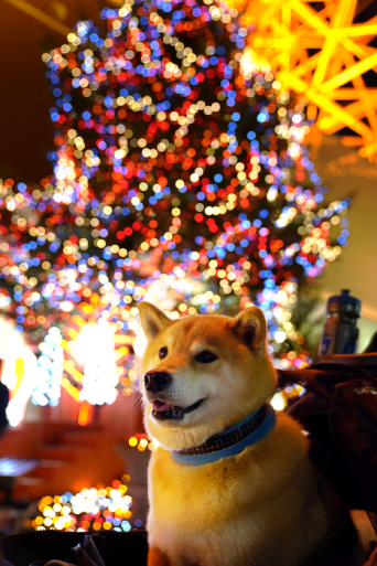岡山イベントレポートもお届け！柴犬まる、クリスマスの思い出