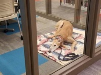 僕にも誰か絵本を読んでくれないかなぁ～。図書館で待ち続ける年老いた保護犬の悲しそうな表情が切なすぎて（アメリカ）