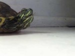 あなたはカメの“くしゃみ”を見たことがあるだろうか？