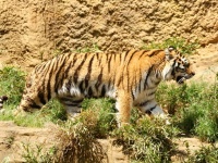 橋本マナミ　勝負のときには「ヨレヨレのパンツをはく」