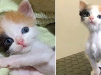 小さくても大きな生きる意志があった。栄養失調で被毛を食べて生き延びていた子猫が美しい三毛猫になるまでの物語