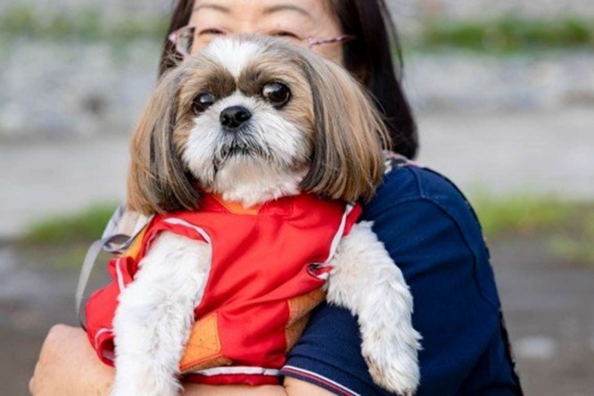 犬と触れ合う機会を増やし......