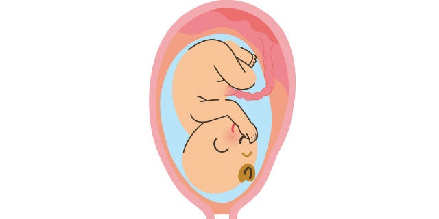 子宮の中にいる赤ちゃん