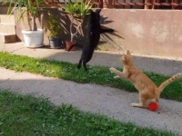 あっちにもこっちにもジャンプしてホイ！元気いっぱいピョンピョン跳びまくる子猫たち