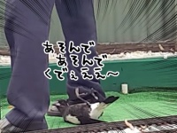 おじいさんとおじいさんのことが大好きなカササギフエガラス。お仕事中でも「かまってかまってぇ～」