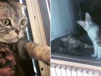 猫版「深淵をのぞく時、深淵もまたこちらをのぞいている...」