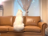 サモエド犬「もう帰っちゃうの？次はいつ？」お友だちが帰っちゃってさびしさMAXしょんぼりな犬