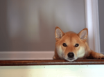 大好きな飼い主が外出。階段の上から悲しそうに見送る柴犬の表情が切ない・・・。