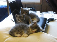 3位パンダ、2位犬……動物の赤ちゃんで最もかわいいと思うのは？ Top5