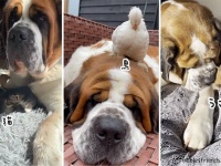 全ての動物たちの聖母となっているセントバーナード犬