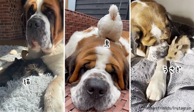 全ての動物たちの聖母となっているセントバーナード犬