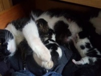 えっと...自分猫飼ってたっけ？ベッドの下で見たこともない猫が出産していた件(イギリス）