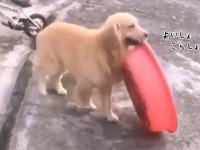 タライを運ぶところから始まる。賢い犬、水遊びをするための全工程をひとりでできるもん！