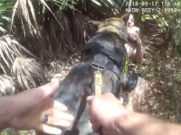 赤ちゃん誘拐を企てた犯人を追え！森の中に逃げ込んだ犯人を追い詰め確保。お手柄警察犬（アメリカ）