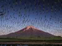 バッタの大群が襲来している...？　富士山の周辺を「浮遊」する、謎の物体の正体は