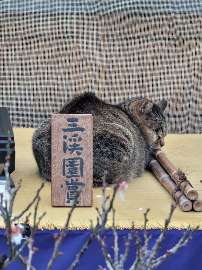 「『三溪園賞』は、出品された盆栽の中から特に見事だと判断されたものに与えられる賞です」（画像提供は弥 生 大 可 寒 (マールス・カガン)（＠kimovoticus）さん）