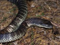 突然変異で巨大化したヘビがはびこるオーストラリアの島