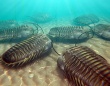 三葉虫に第3の目があることが新たに発見される
