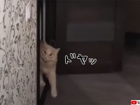 最後にドヤ顔で決める。猫による超かっこいいドアの開け方