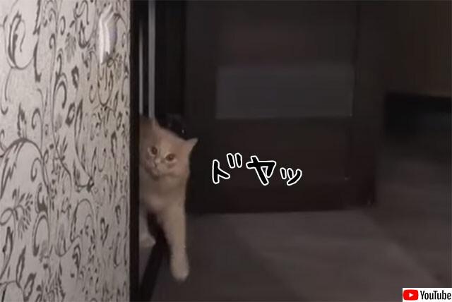最後にドヤ顔で決める。猫による超かっこいいドアの開け方
