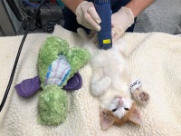 「一緒なら怖くニャい」大好きな恐竜のぬいぐるみと一緒に動物病院を訪れた猫、診察も一緒に（アメリカ）