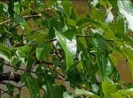 【生物の不思議】枝の葉の中に紛れている生き物、なーんだ？