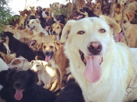 ここが犬の楽園か！コスタリカの広大な大地で暮らす900匹以上の保護犬たち