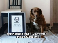 祝！世界最高齢の犬が誕生日を迎え31歳に。ギネス記録を更新