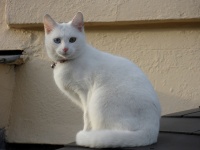 こんな感じの猫？（Callum Hoareさん撮影、Flickrより）