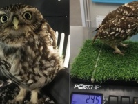 ネズミが食べ放題だったもんだから...太りすぎて飛べなくなった野生のフクロウが保護される（イギリス）