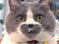 これは可愛い、珍しい！オンリーワンな見た目を持つ猫たちをいろいろ詰め合わせてみた